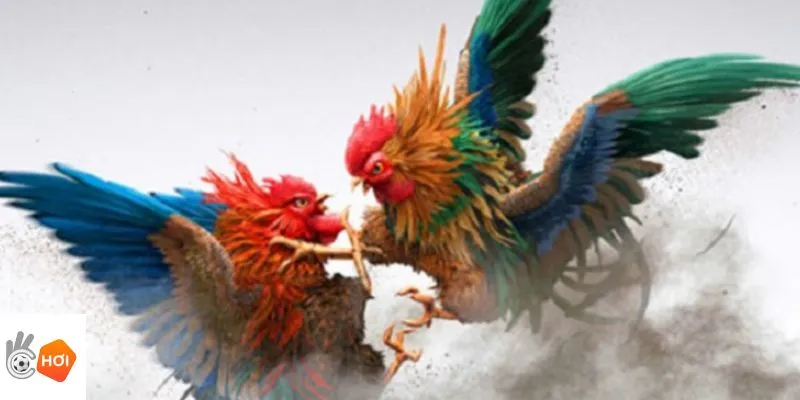 Đá gà đỉnh cao tại Okchoi