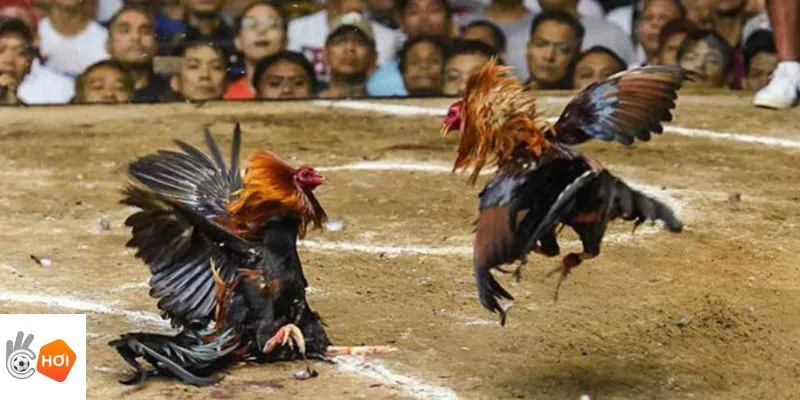 Đá gà Okchoi đem đến những loại kèo đỉnh cao hiện nay