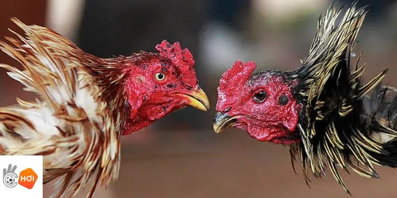 Tăng tỷ lệ trúng kèo với mẹo hay từ Okchoi